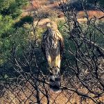 The Upperie of Aguanga