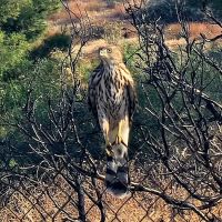 The Upperie of Aguanga ico