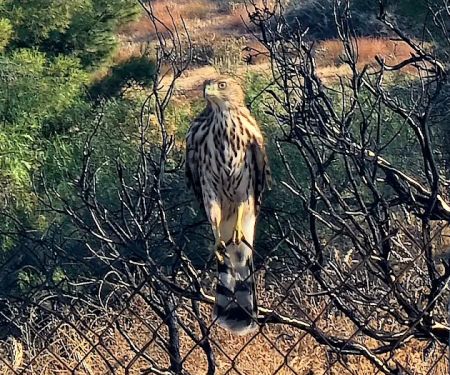 The Upperie of Aguanga