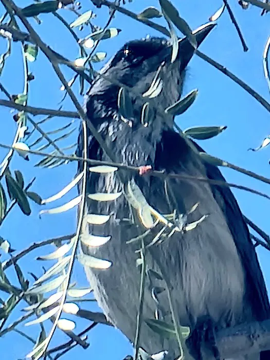 The Upperie of Aguanga Picture 2