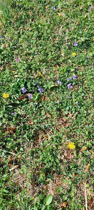 Landau Mobile Home Estate Picture 9