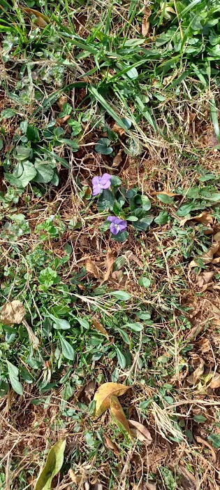 Landau Mobile Home Estate Picture 2