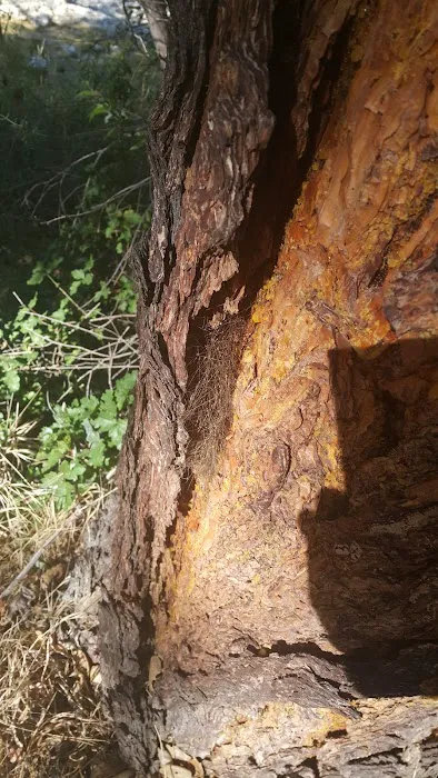 Potrero Camp Picture 7