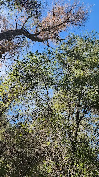 Aliso Park Campground Picture 10