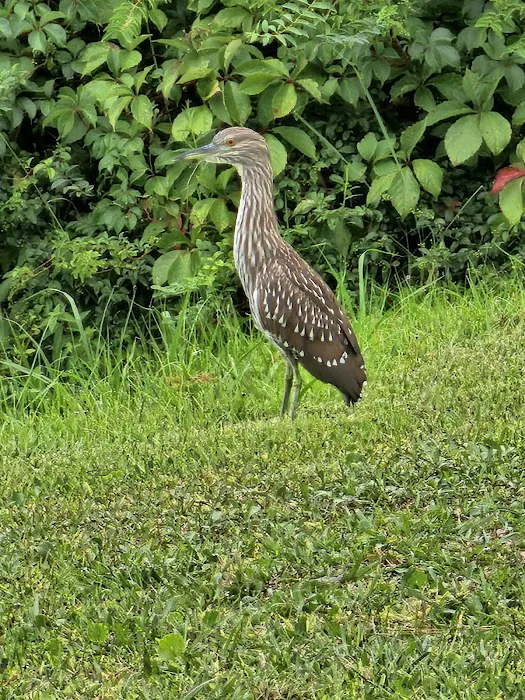 Inlet Oaks Village Picture 9