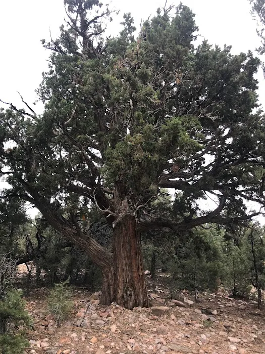Juniper Springs Group Campground Picture 6
