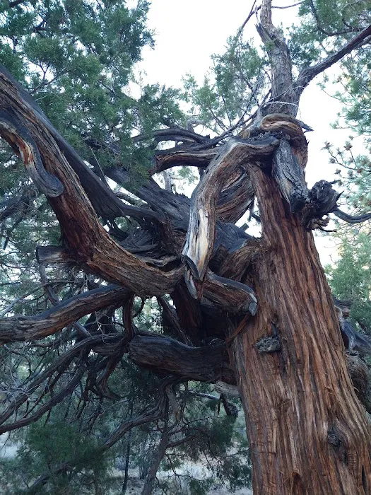 Juniper Springs Group Campground Picture 5