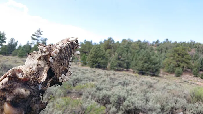 Juniper Springs Group Campground Picture 1