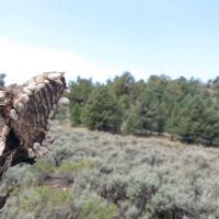 Juniper Springs Group Campground ico