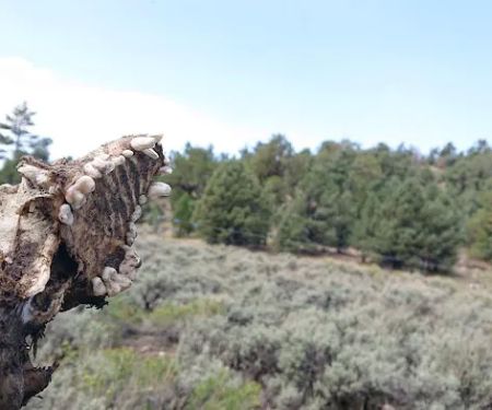 Juniper Springs Group Campground
