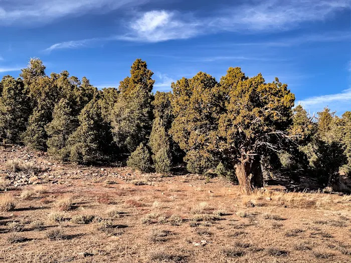 Juniper Springs Group Campground Picture 7
