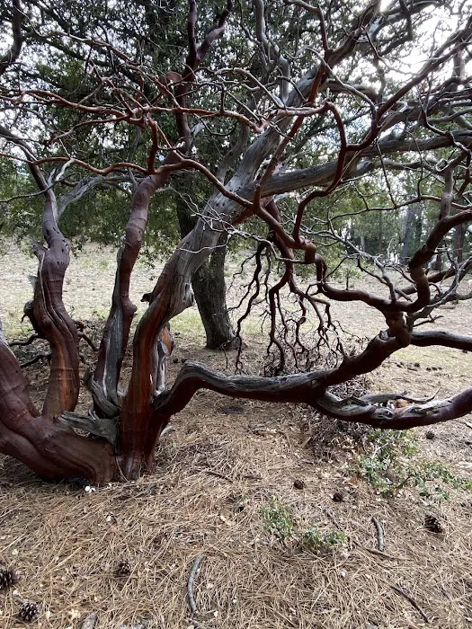 South Ridge Yellow Post Picture 9