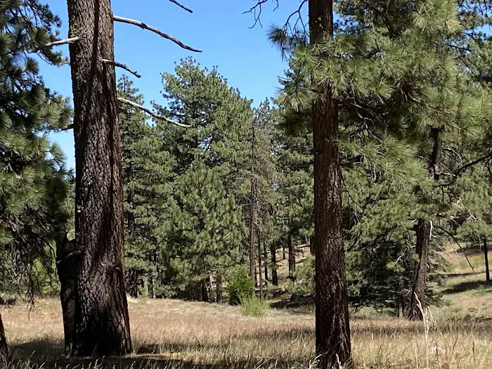 Thomas Mountain Campground Picture 4