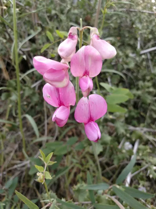 Thomas Mountain Yellow Post Sites Picture 2