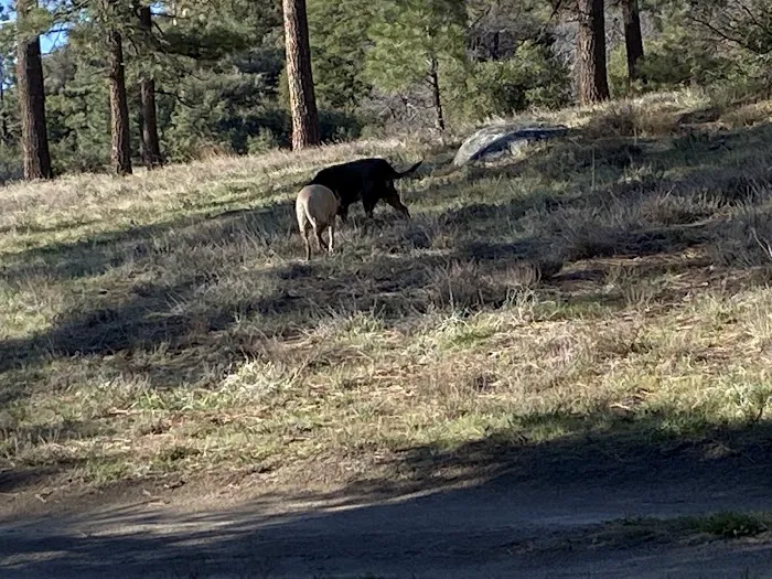 Tool Box Springs Yellow Post Sites Picture 6