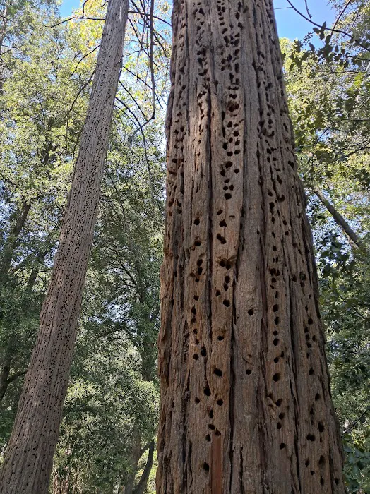 Cedar Grove Group Campground Picture 5