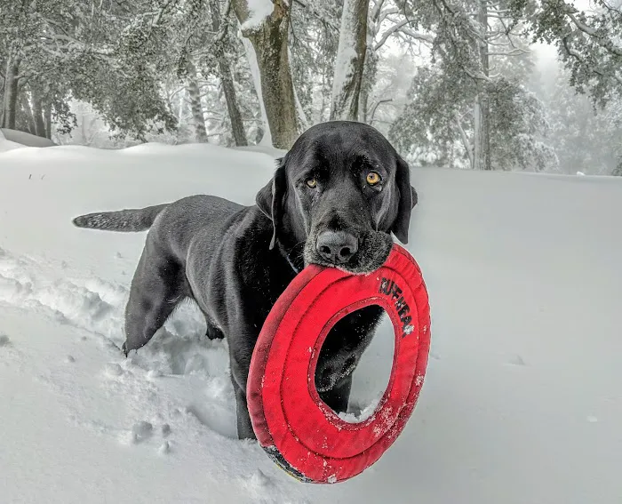 Crestline Group Campground Picture 2