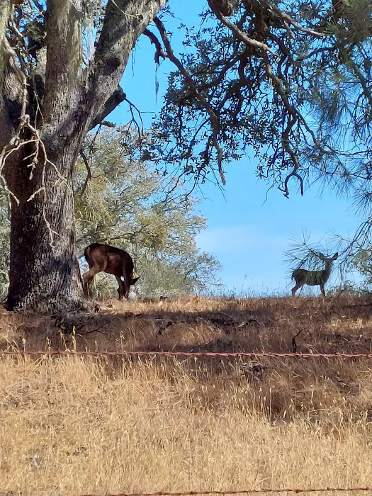 Figueroa Campground Picture 5