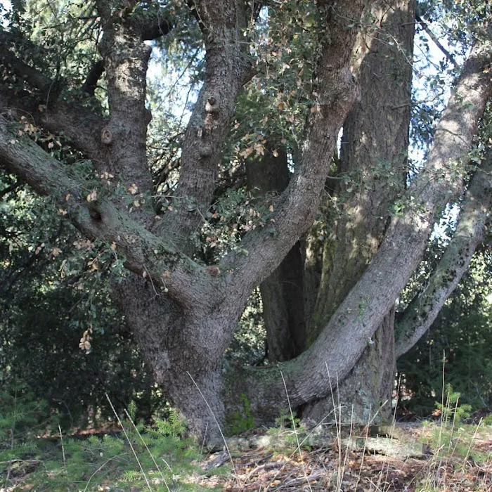 Figueroa Campground Picture 8