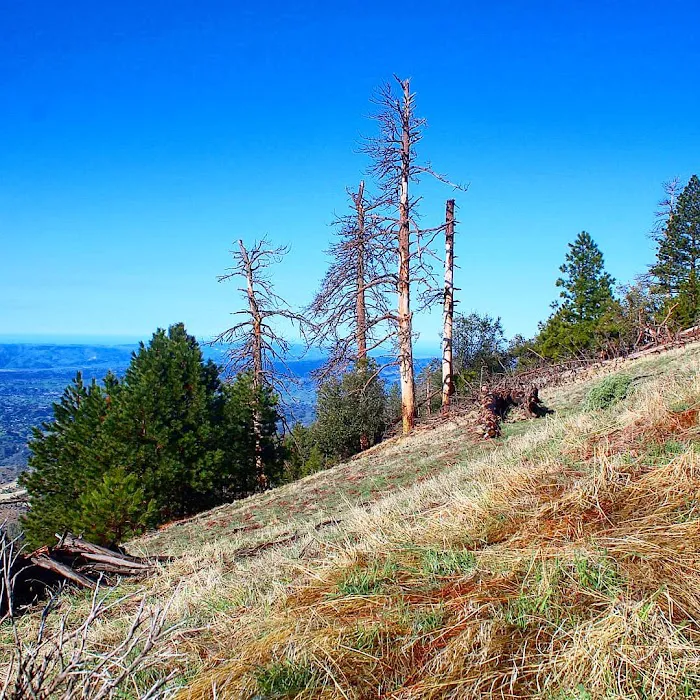 Figueroa Campground Picture 9