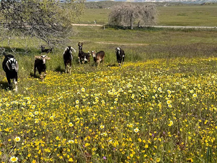 Cuyama Oaks Ranch Picture 9