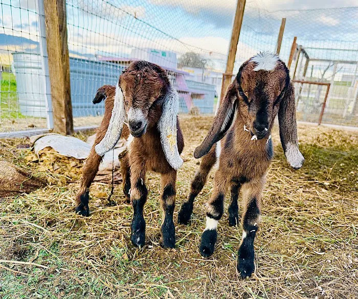 Cuyama Oaks Ranch Picture 10