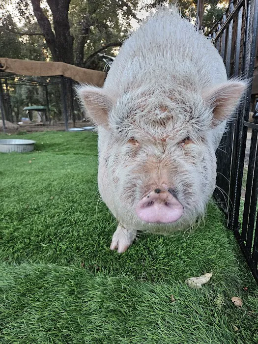 Base camp at palomer Picture 10