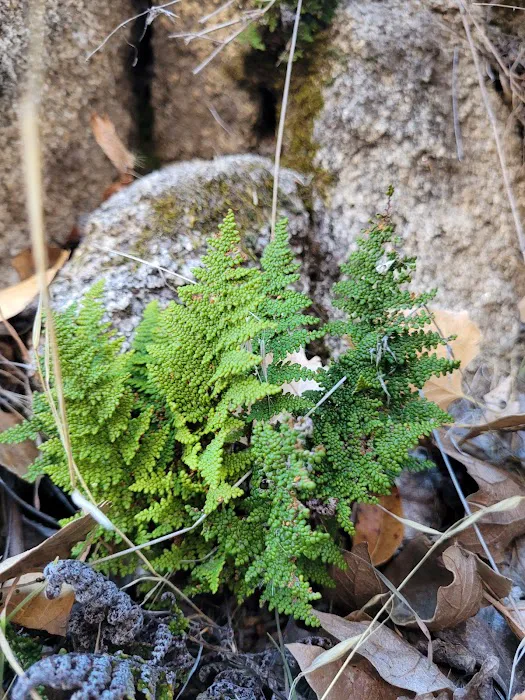 Atáxam Mámta’ash Campground (formerly Indian Flats) Picture 7