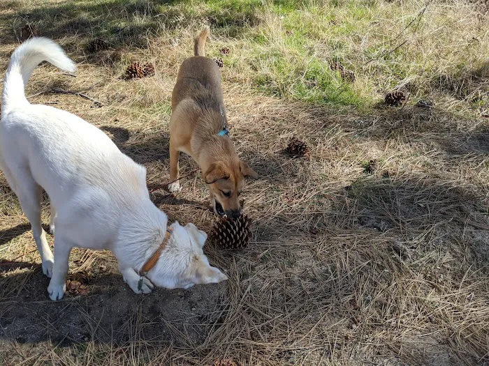 Apple Canyon Yellow Post Camp Site #1 Picture 7