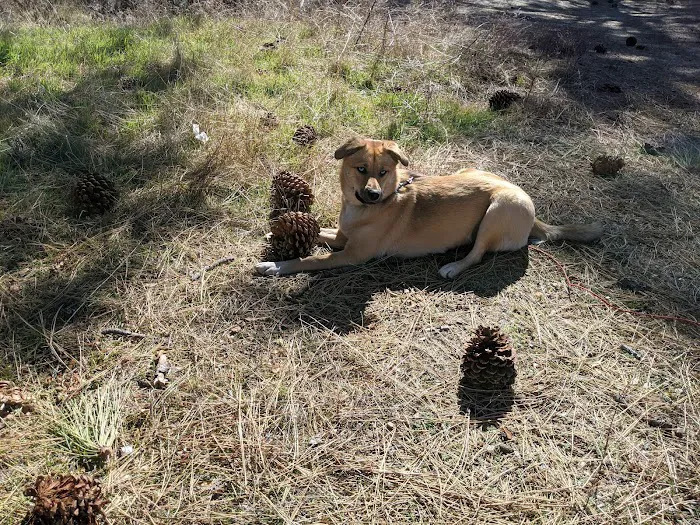 Apple Canyon Yellow Post Camp Site #1 Picture 10