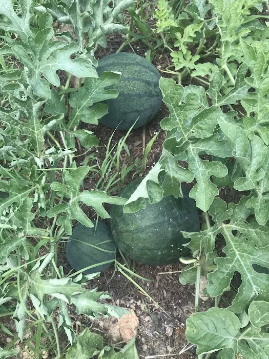 Rolling Hills Estates Picture 6