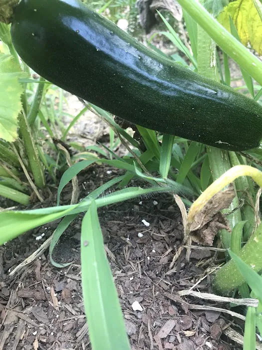 Rolling Hills Estates Picture 5