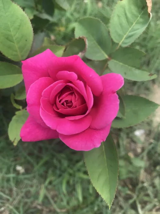 Rolling Hills Estates Picture 3