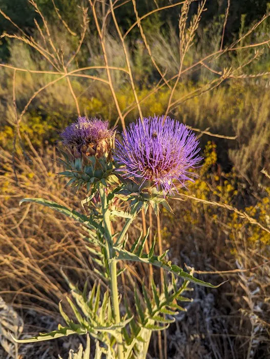 Guajome Regional Park campground Picture 7
