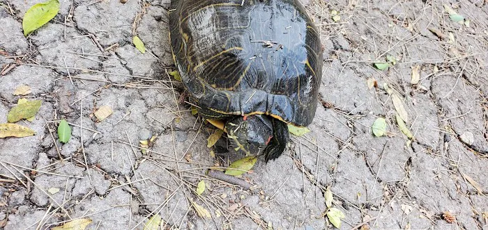 Guajome Regional Park campground Picture 9