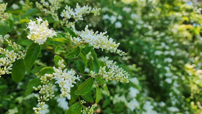 Cherokee RV Park Picture 4