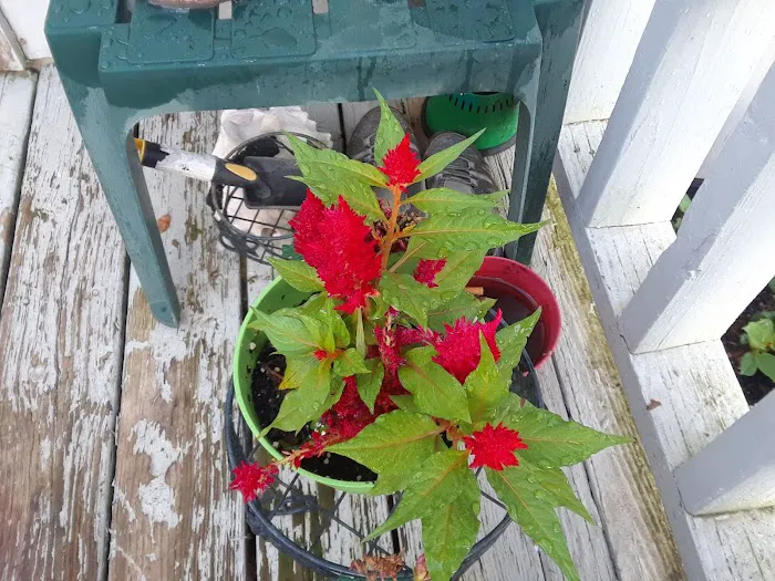 Candyland Mobile Home Park Picture 2