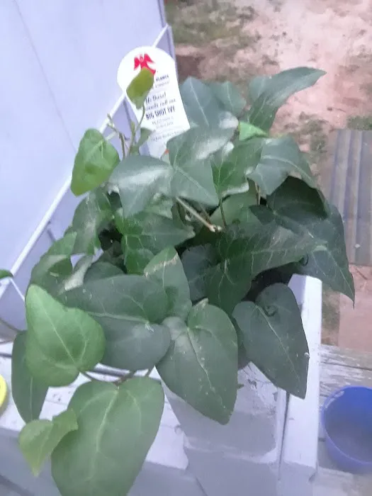 Candyland Mobile Home Park Picture 6