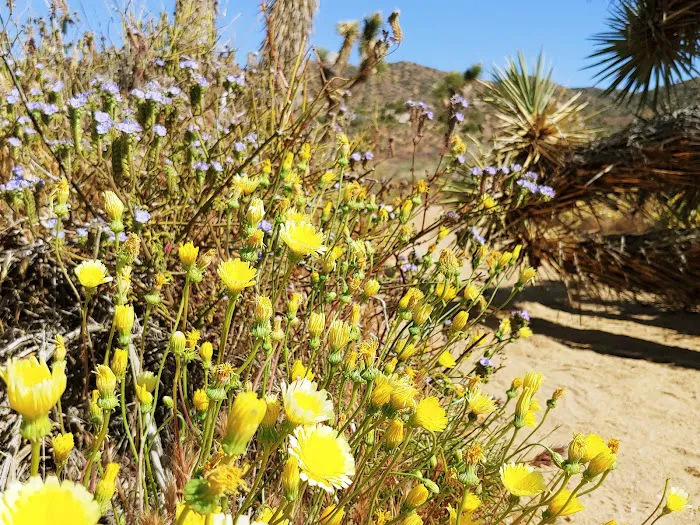 Black Rock Canyon Campground Picture 9