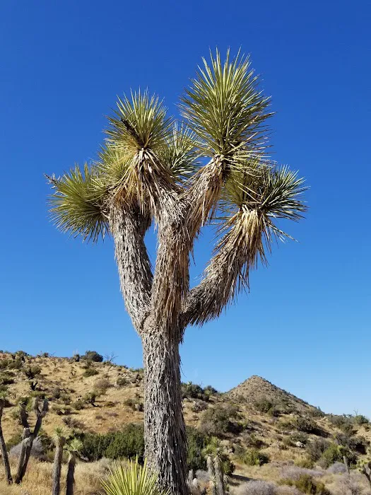 Black Rock Canyon Campground Picture 7