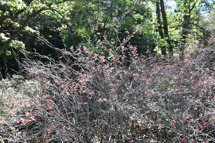 Los Coyotes Reservation Campground Picture 6