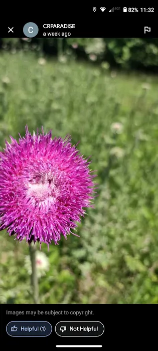 CR.PARADISE Picture 10