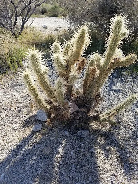 Pinyon Flat Campground Picture 10