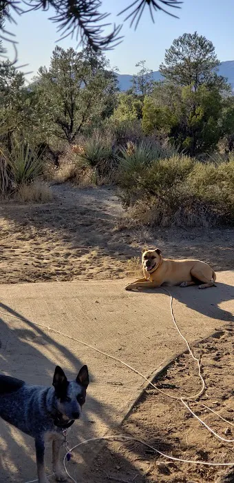 Pinyon Flat Campground Picture 6
