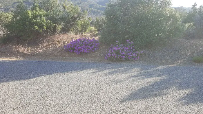 Ribbonwood Equestrian Campground Picture 9