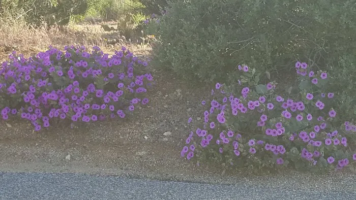 Ribbonwood Equestrian Campground Picture 10