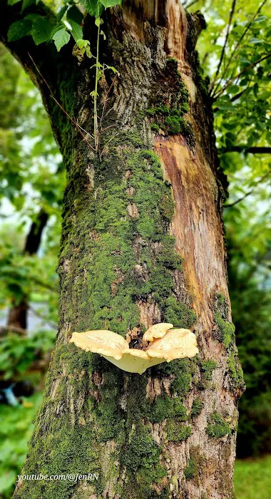 Camp Renfro Picture 4