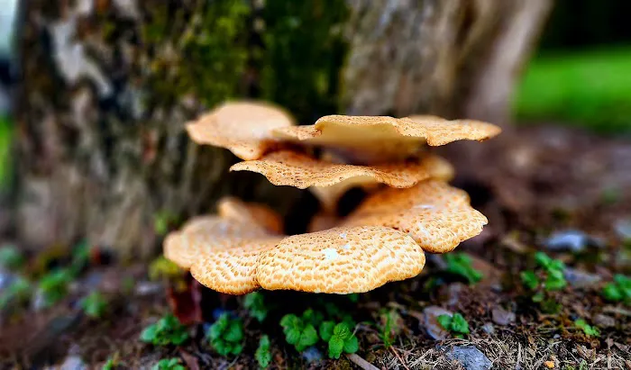 Camp Renfro Picture 8