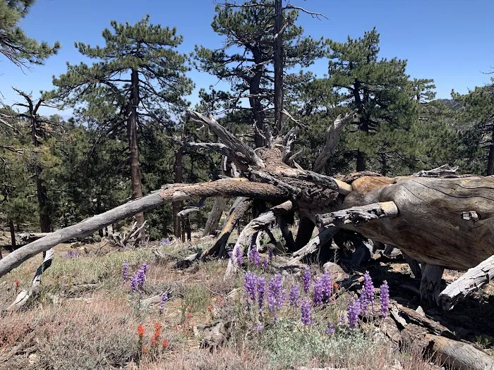 Santa Rosa Campground Picture 6