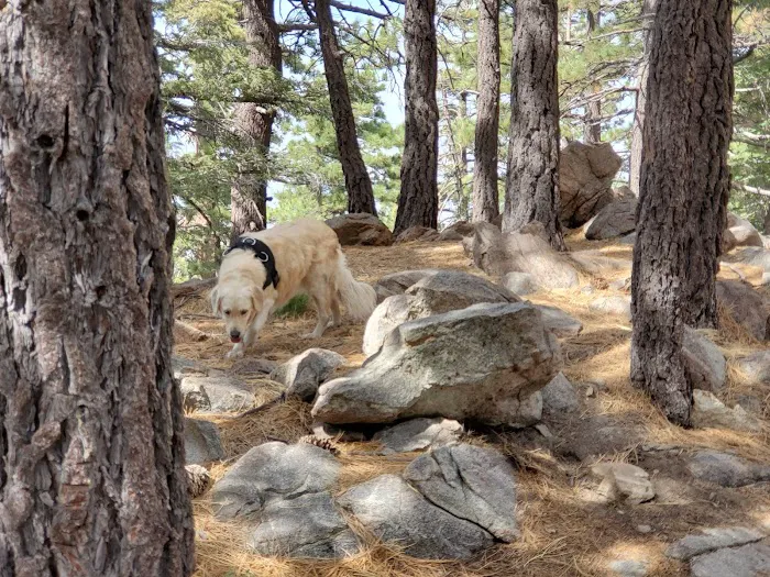 Yellow post Picture 8